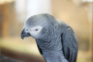 Congo African Grey Parrot Looking Down