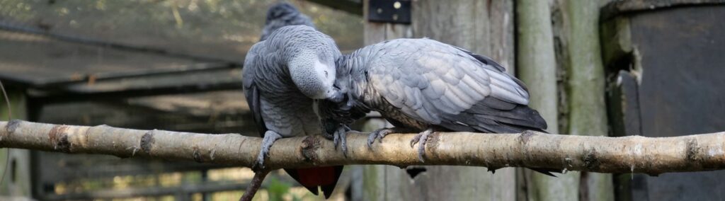 African grey parrots on a branch