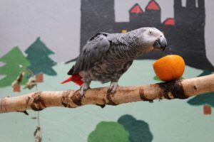 A Congo African Grey On A Branch Eating An Orange