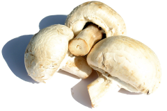Unsafe Foods for Parrots - Mushroom