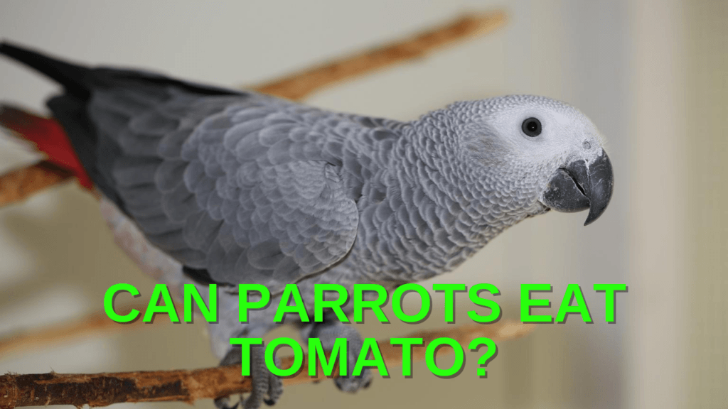 Can parrots eat tomatoes?