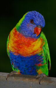 Rainbow Lorikeet